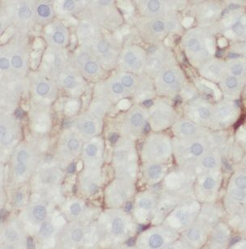 Icam1 Rabbit Polyclonal Antibody