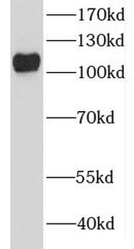 ICAM3 Rabbit Polyclonal Antibody