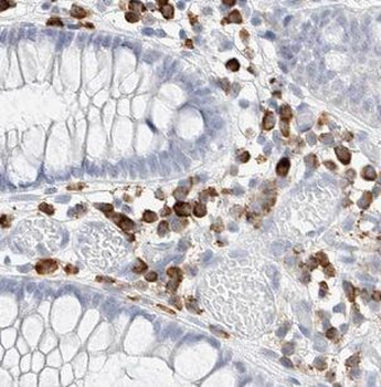 ICAM3 Rabbit Polyclonal Antibody