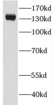 ICAM5 Rabbit Polyclonal Antibody