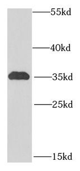 ICOSLG Rabbit Polyclonal Antibody