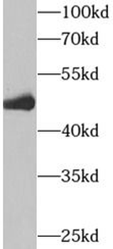 IDH2 Rabbit Polyclonal Antibody