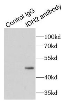 IDH2 Rabbit Polyclonal Antibody