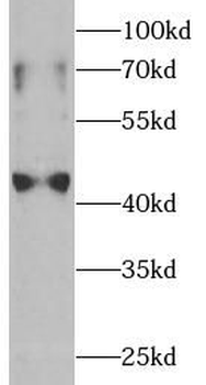 IDO1 Rabbit Polyclonal Antibody