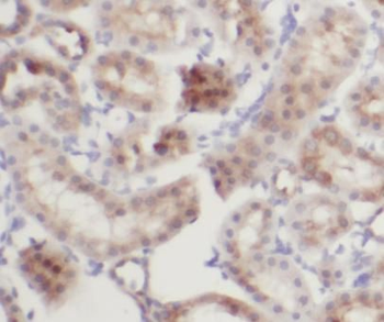 IFIT2 Rabbit Polyclonal Antibody