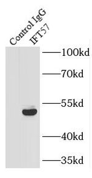 IFT57 Rabbit Polyclonal Antibody