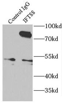 IFT88 Rabbit Polyclonal Antibody