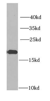 IGFBP4 Rabbit Polyclonal Antibody