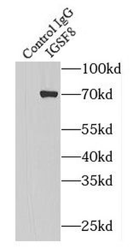 IGSF8 Rabbit Polyclonal Antibody