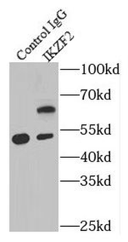 IKZF2 Rabbit Polyclonal Antibody