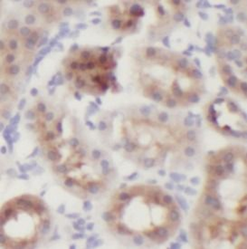 IL12A Mouse Monoclonal Antibody