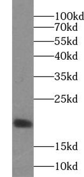 IL17A Mouse Monoclonal Antibody