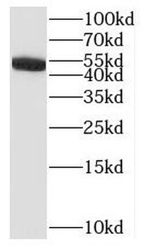 IL17RC Rabbit Polyclonal Antibody