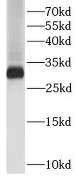 IL27 Mouse Monoclonal Antibody