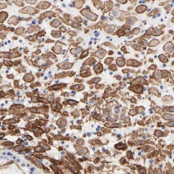 IL27 Mouse Monoclonal Antibody