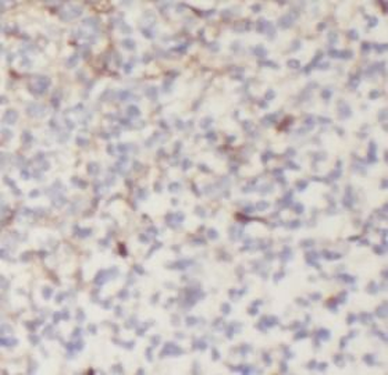IL33 Rabbit Polyclonal Antibody