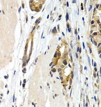 IL9 Rabbit Polyclonal Antibody