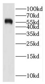 IMPDH1 Rabbit Polyclonal Antibody