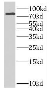 INTU Rabbit Polyclonal Antibody