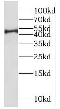 IRF9 Rabbit Polyclonal Antibody
