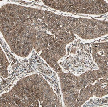 IRF9 Rabbit Polyclonal Antibody
