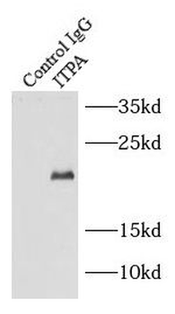 ITPA Rabbit Polyclonal Antibody