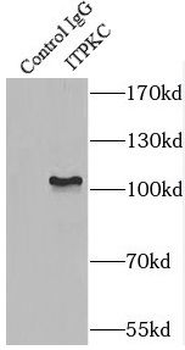 ITPKC Rabbit Polyclonal Antibody