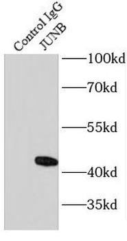 JUNB Rabbit Polyclonal Antibody