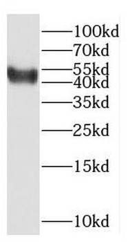 KCNN4 Rabbit Polyclonal Antibody