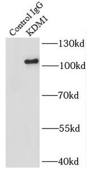 KDM1A Rabbit Polyclonal Antibody
