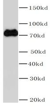 KEAP1 Rabbit Polyclonal Antibody