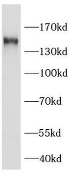KIAA0319L Rabbit Polyclonal Antibody