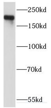 KIDINS220 Rabbit Polyclonal Antibody
