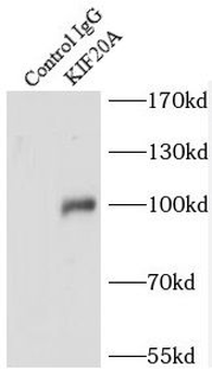 KIF20A Rabbit Polyclonal Antibody