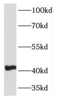 KLF13 Rabbit Polyclonal Antibody