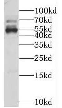 KLHL12 Rabbit Polyclonal Antibody