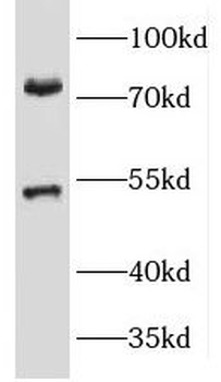 KCNA3 Rabbit Polyclonal Antibody