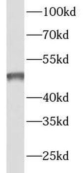 LACTB Rabbit Polyclonal Antibody