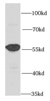 LAP3 Rabbit Polyclonal Antibody