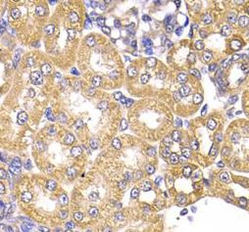 LAP3 Rabbit Polyclonal Antibody