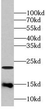 Cleaved LC3 Rabbit Polyclonal Antibody