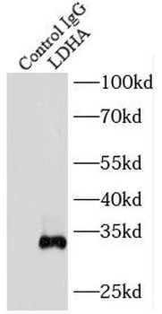 LDHA Rabbit Polyclonal Antibody