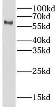 LIN9 Rabbit Polyclonal Antibody