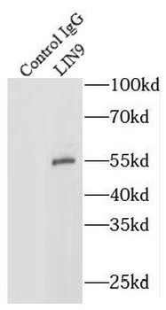 LIN9 Rabbit Polyclonal Antibody