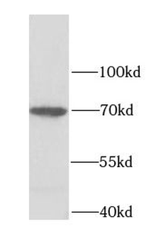 LMNB2 Rabbit Polyclonal Antibody