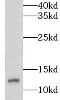 LSM7 Rabbit Polyclonal Antibody