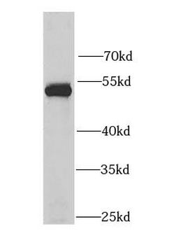 LSP1 Rabbit Polyclonal Antibody