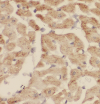LTB4R Rabbit Polyclonal Antibody