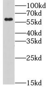 LY6G6F Rabbit Polyclonal Antibody