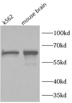 LYVE1 Rabbit Polyclonal Antibody